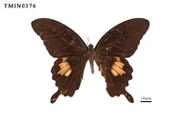 Papilio nephelus chaonulus Collection Image, Figure 1, Total 4 Figures